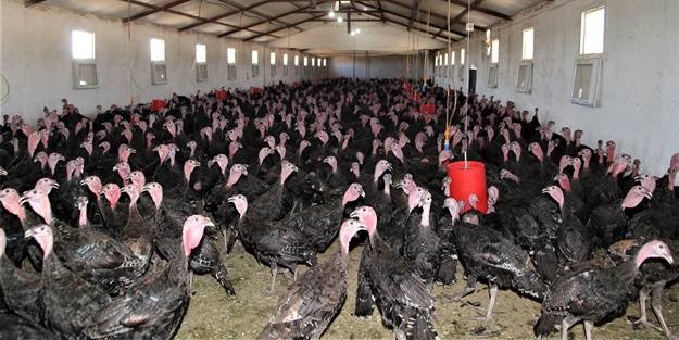 Evinin bahçesinde hobi olarak başladı... Şimdi gelen siparişlere yetişemiyor