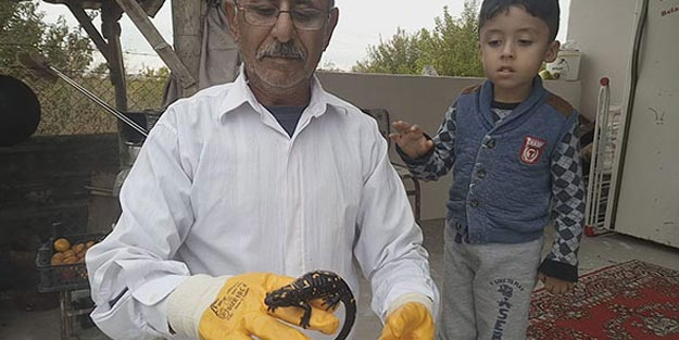 Evinin bahçesinde nesli tükenmekte olan sarı benekli semender buldu