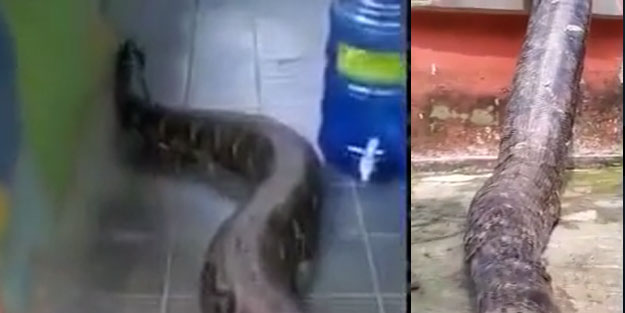 Evinin bahçesine dünyanın en büyük yılanı girdi