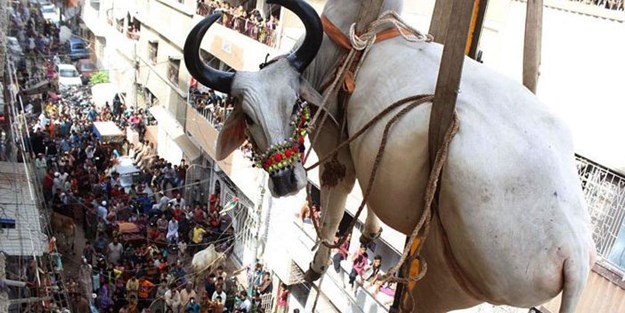 Evinin çatısında beslediği kurbanlıkları vinçle indirebildi!