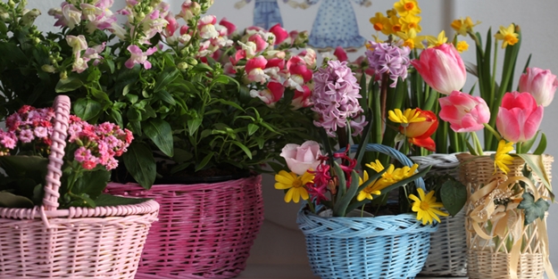 Eviniz çiçek açsın