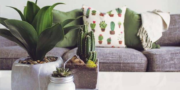 Evinizde kaktüs yetiştirin
