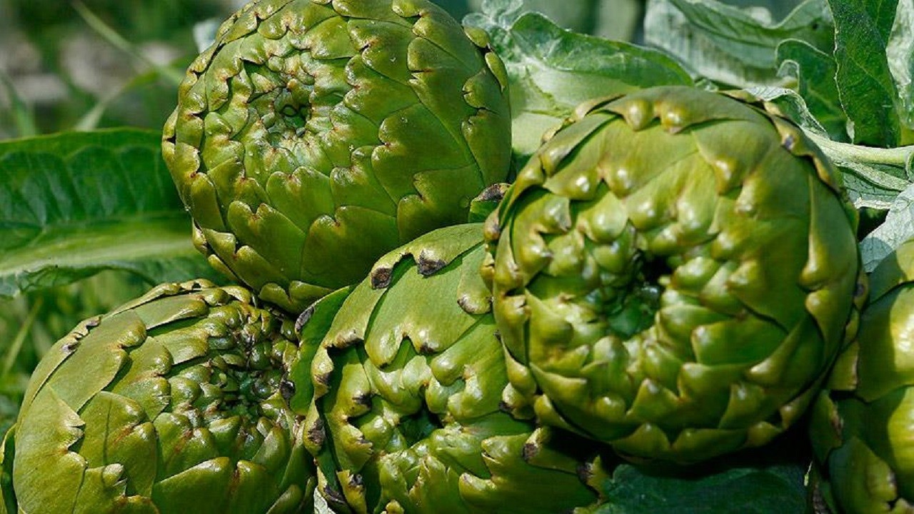 Evinizden eksik etmeyin! Bakın kahve ve enginar sağlığı nasıl etkiliyor