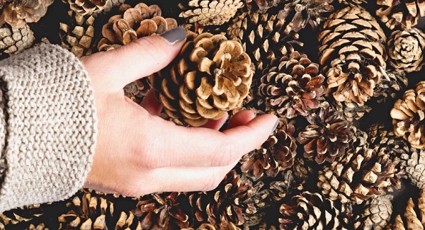 Evinizi şıklaştırmanın en ucuz yöntemi: Çam kozalağı