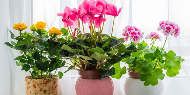 Evinizin havası bu bitkilerle temizlensin