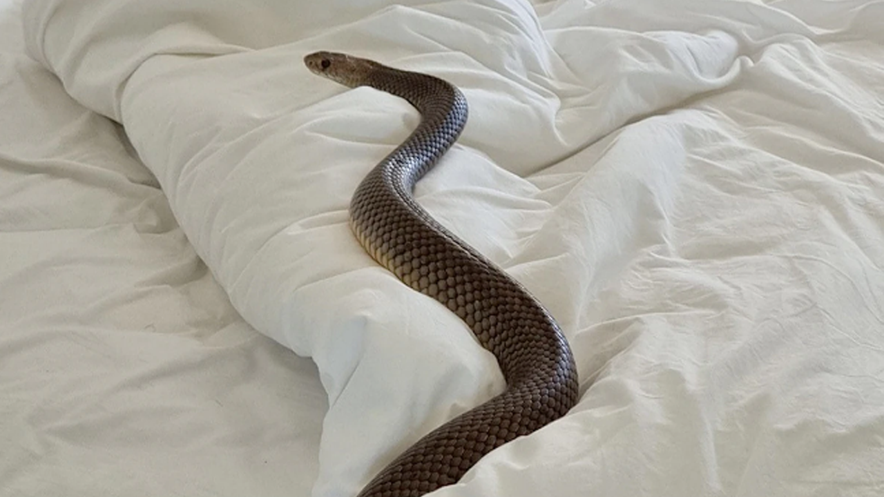 Evinizin o köşesinde yılan olabilir hemen bakın!