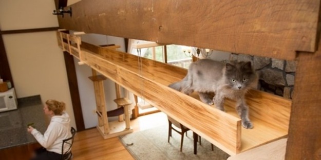 Evlerini kedilerine göre yeniden tasarladılar