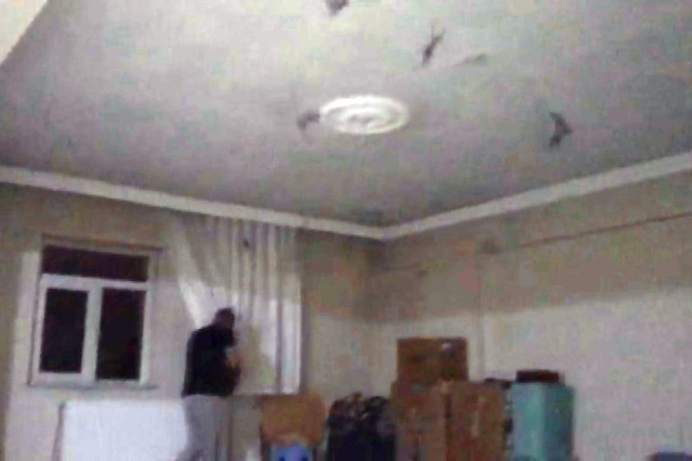 Evlerini yarasalar bastı 