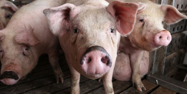 Evlerinin önüne kanlı domuz ayağı bırakıldı! Fransa'da Türk aileye destek