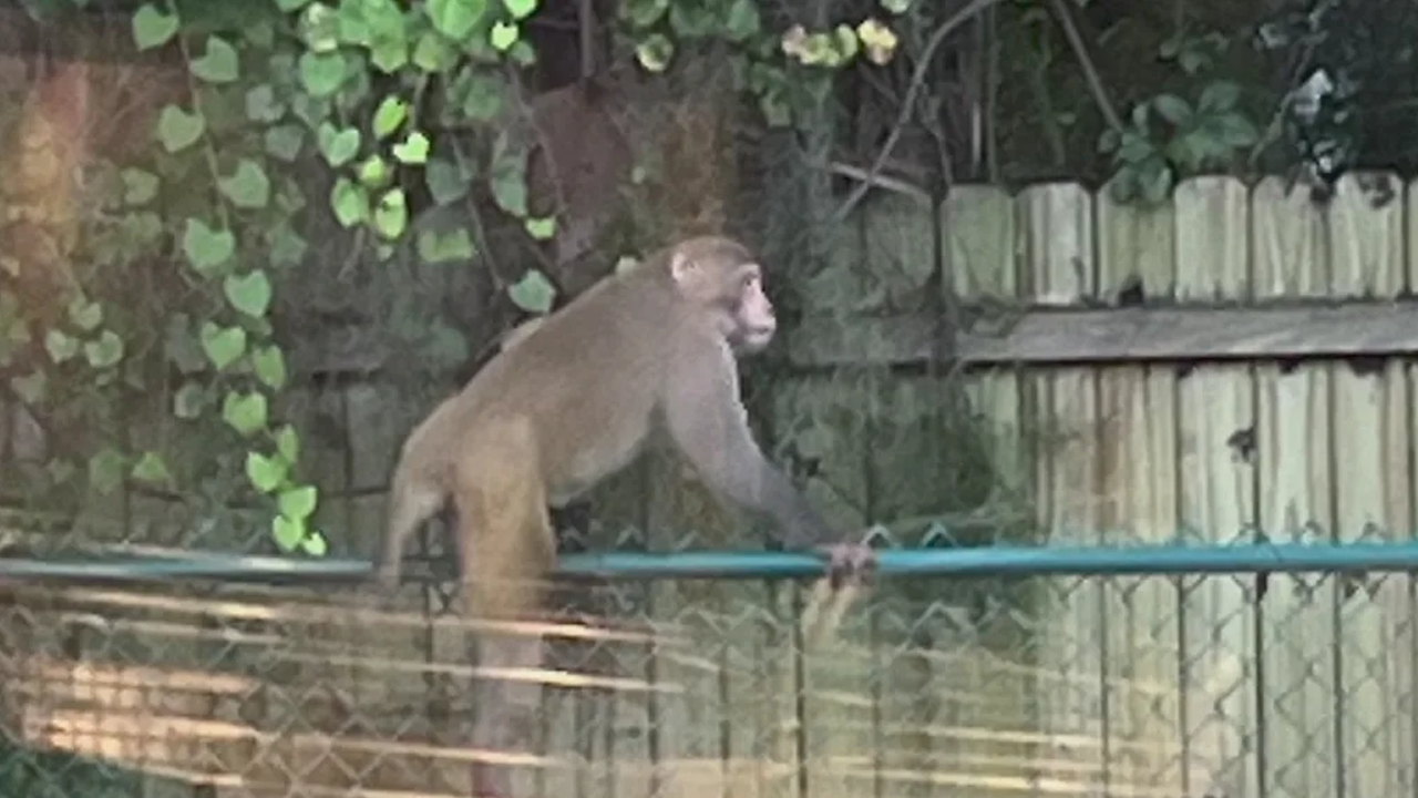 Eyaleti maymunlar bastı! Darwin yaşasaydı Florida’ya koşardı