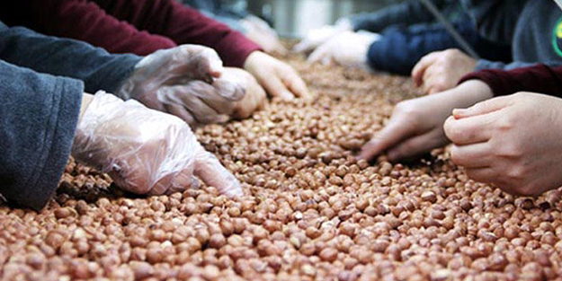 Eylül ayında 25 bin ton fındık satışı yapıldı!