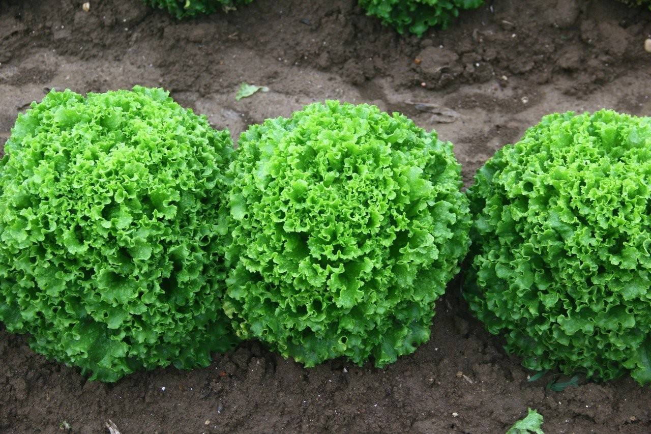 Eylülde en çok kıvırcık salata fiyatı arttı