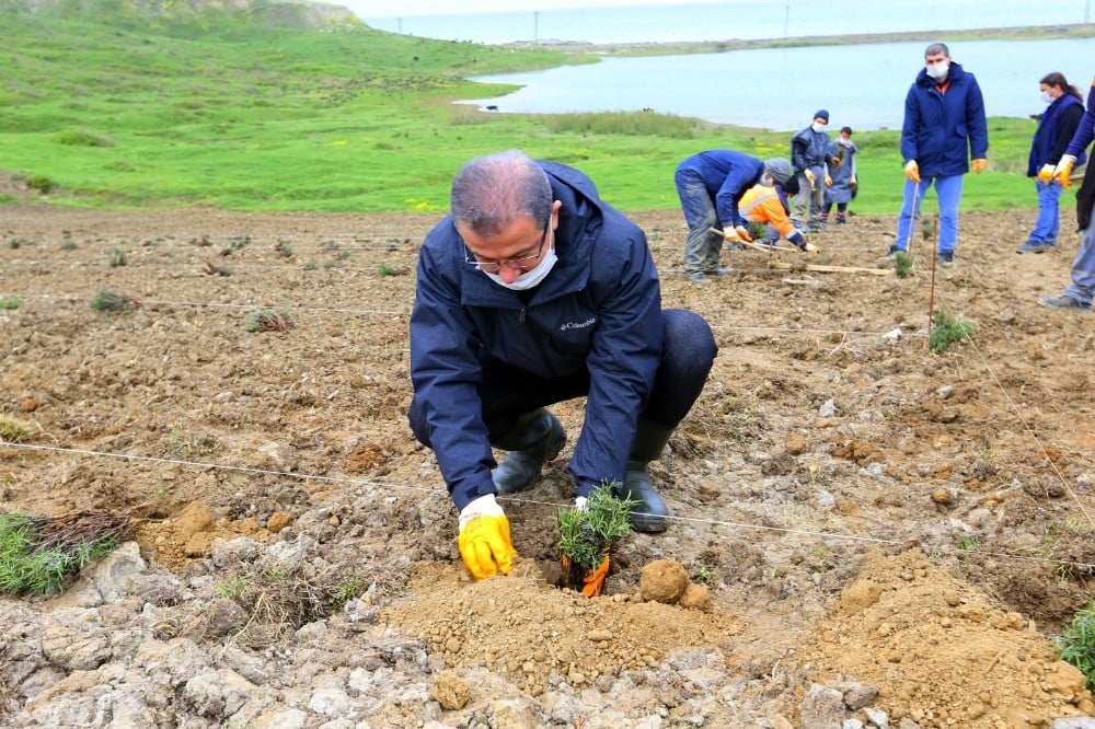 Eyüpsultan lavanta cenneti oluyor 