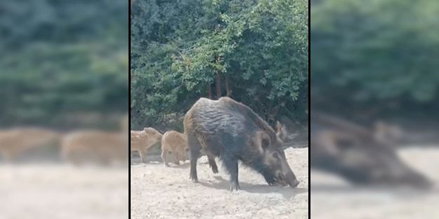 Eyüp'te bir vatandaş çevre yoluna inen domuzlara ekmek verdi! Sosyal medya ikiye bölündü