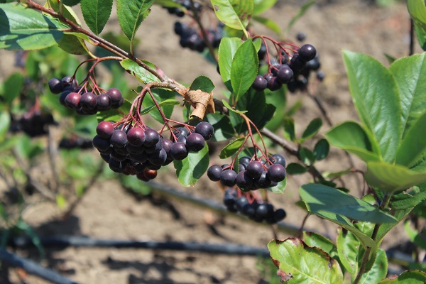 ‘Eyyamı Bahur’ en çok onları etkiledi