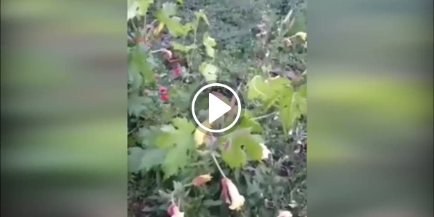 Ezan çiçeği hayrete düşürüyor