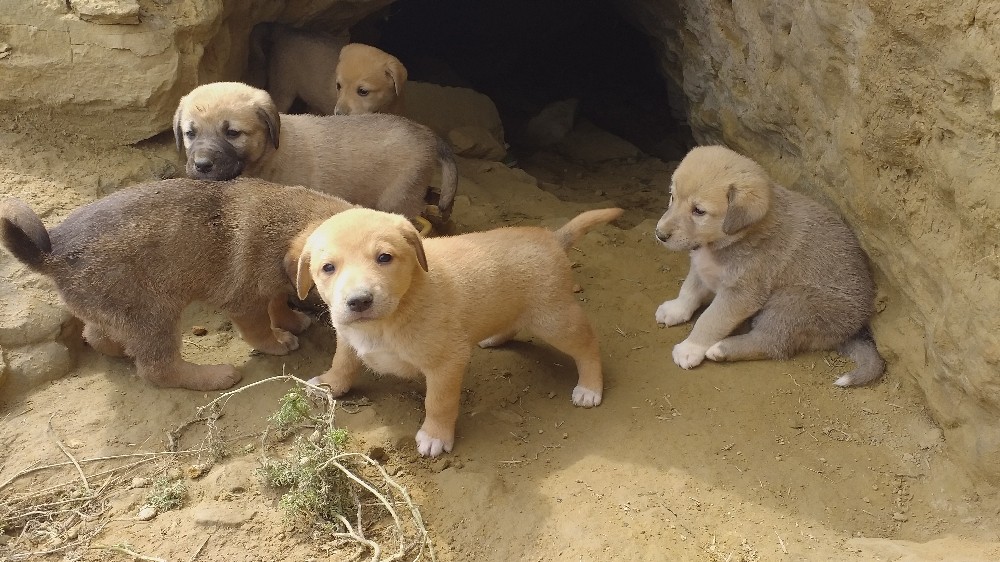 Ezilmesinler diye işçiler sahip çıktı 