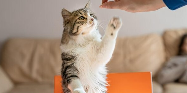 Eziyet gören kediye tazminat ödenecek