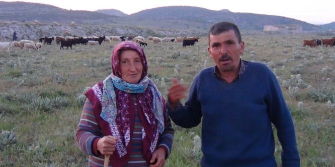 Tavşanlı’da koyunların telef olduğu iddiası