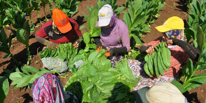 Bursa’da tütün hasadı başladı