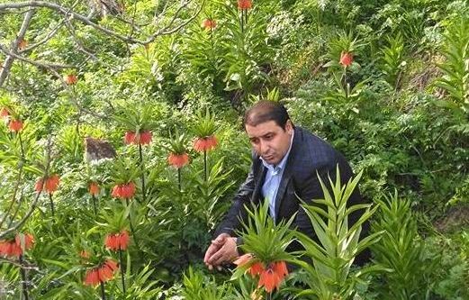 Ters laleler büyülüyor