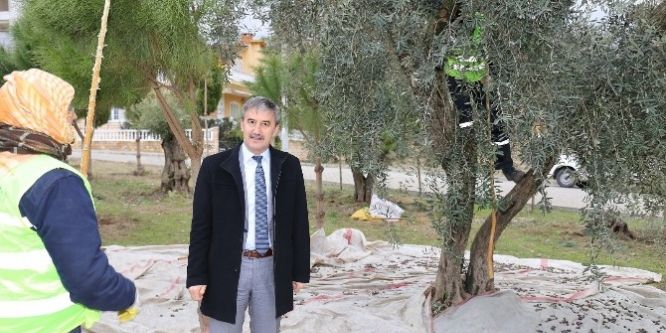 Parklardaki zeytin ağaçları muhtacın sofrasına lezzet katıyor