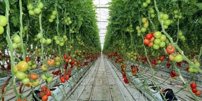 Jeotermal kaynaklarla organik domates üretiliyor