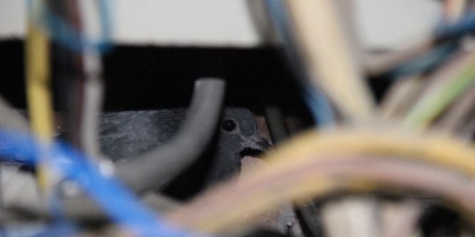 Elektrik panosuna sıkışan güvercin kurtarıldı