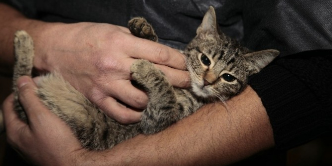 Odunpazarı’ndan evinde 17 sokak hayvanı besleyen vatandaşa yardım