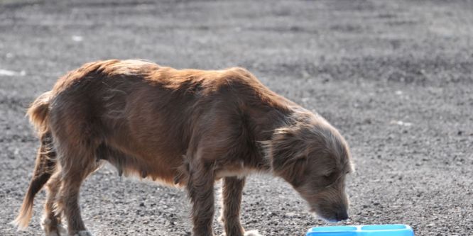Sokak hayvanları unutulmadı