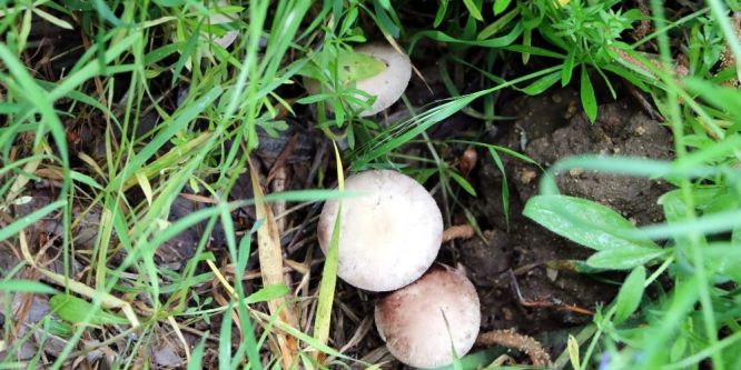 Zehirli mantar uyarısı