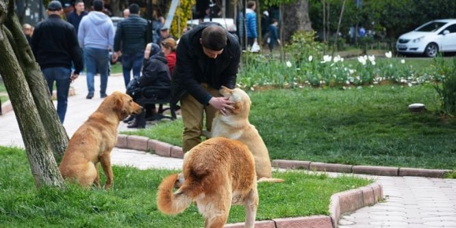 İzmit’te sokak köpeklerine kene kontrolü