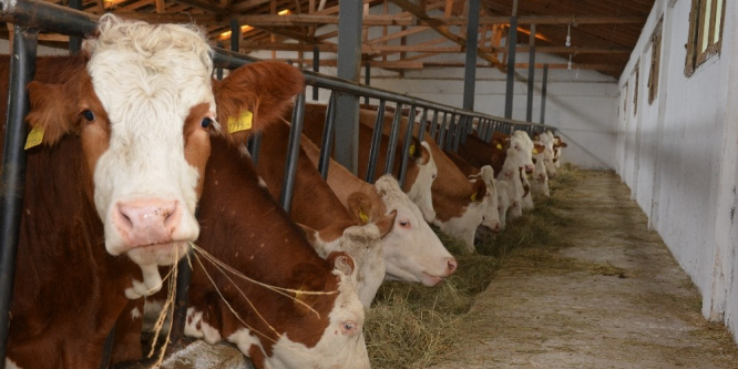 Karadeniz’de ahır sistemi değişiyor