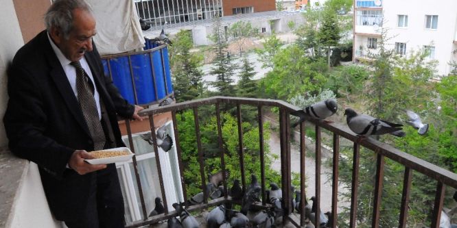 Onlarca güvercini balkonunda besliyor