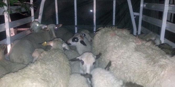 Çaldıkları koyunları satarken yakalandılar