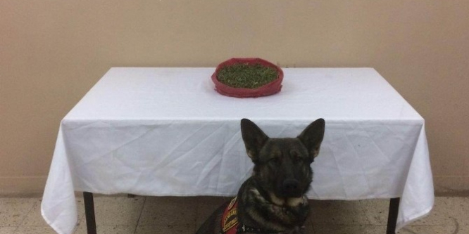 Sivas'ta yolcu otobüsünde esrar ele geçirildi