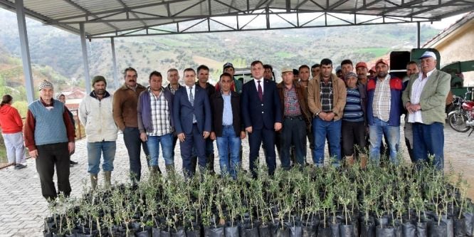 Salihlili çiftçiye bin 300 adet zeytin fidanı