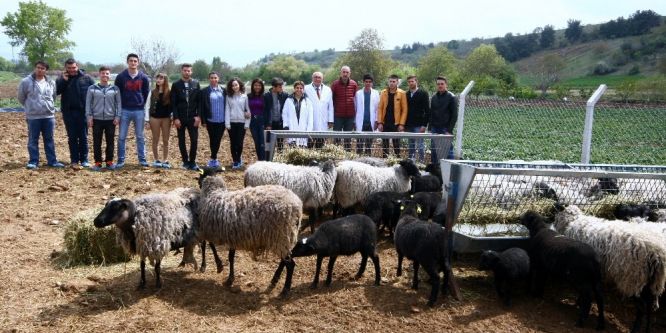 Kuzu makinesi Romanov koyunlarına üniversitelerden büyük ilgi