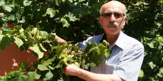 Fındık ağaçları yıllar sonra meyve verdi