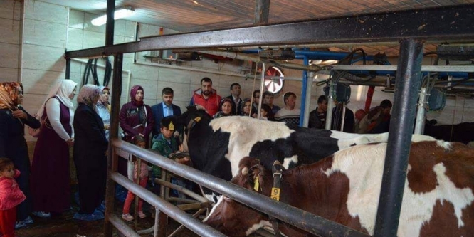 Kursiyerler, büyükbaş çiftliğini gezdi