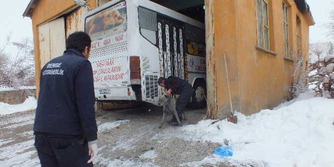 Sokak köpekleri kısırlaştırılıyor