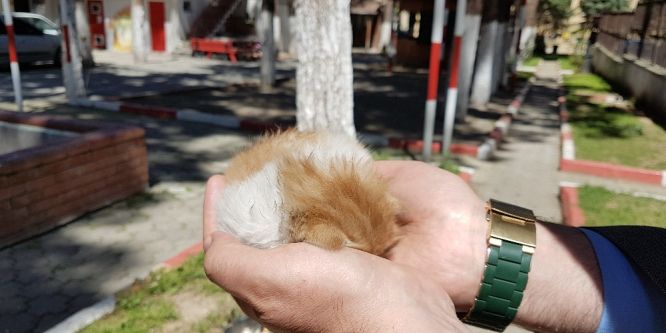 Atık su borusuna sıkışan yavru kediyi itfaiye kurtardı