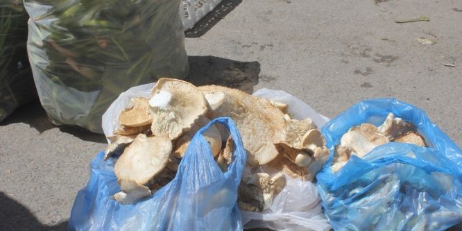 Ağrı’da mantara yoğun ilgi