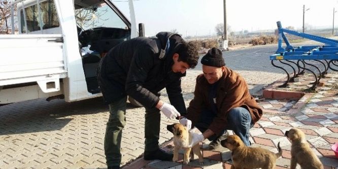 Sahipsiz köpekler sağlık kontrolünden geçirildi