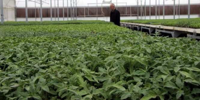 Domates fiyatlarını artıran sebep ortaya çıktı