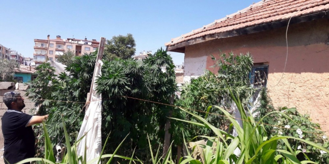 Bahçesinde 300 kök Hint keneviri bulunan kadından ilginç savunma