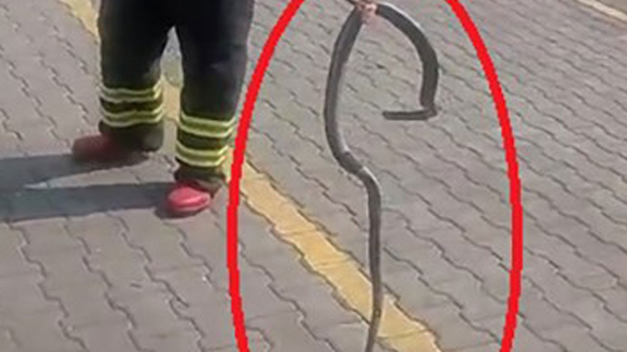 Fabrikada yılan paniği!