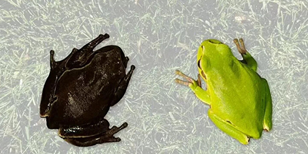 Faciadan 36 yıl sonra! Hayvanlar siyah renkte doğmaya başladı