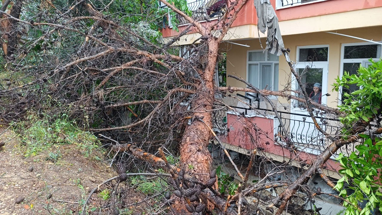 Faciadan dönüldü! Çam ağacı binanın üzerine devrildi