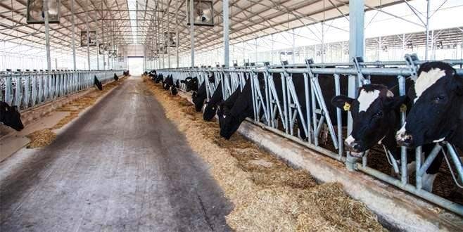 Faizsiz kredi desteğiyle hayvancılığa başlama fırsatı 